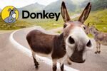 В Корее запустился DeFi сервис Donkey для увеличения масштабируемости «монет кимчи»
