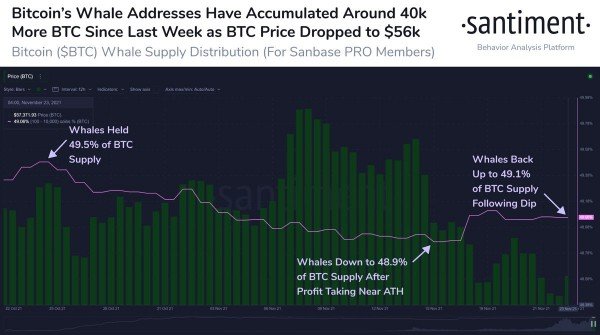 Santiment: во время падения курса криптокиты купили 40 000 BTC