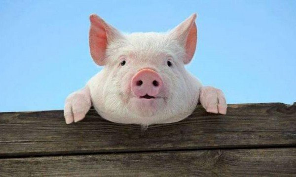 Власти США предупреждают о том, что криптомошенничество с "забой свиней" становится тревожно популярным