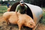 Власти Нью-Джерси подозревают три мошеннических вебсайта в «забое свиней»